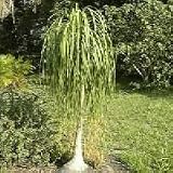 Outdoor Living : PONYTAIL PALM or (BOTTLE) 25 Seeds Beaucarnea recurvata