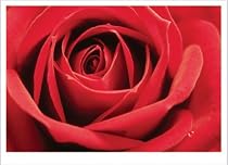 Red Rose (Full Bloom) Art Poster Print - 11" X 14"