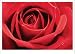 Red Rose (Full Bloom) Framed Art Poster Print - 11" X 14"