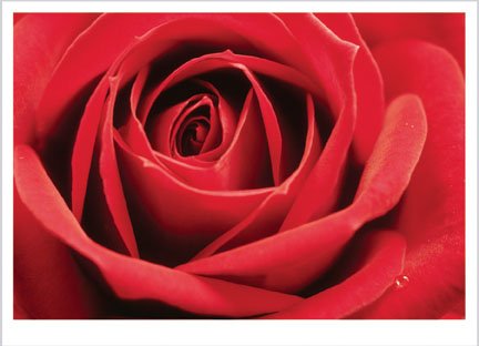 Red Rose (Full Bloom) Art Poster Print - 11" X 14"