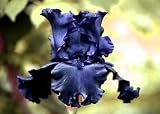 Night Ruler Tall Bearded German Iris 1 Bulb