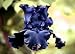 Night Ruler Tall Bearded German Iris 1 Bulb
