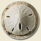 Sand Dollar shell Auto Coaster - Single absorbant stone Coaster for Your Car