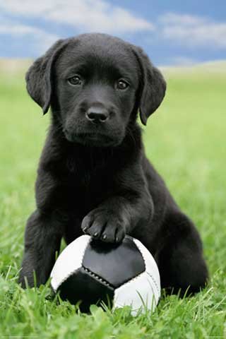 1art1 Empire 99587 Fu&szlig;ball Labrador - Hunde Welpen - Plakat Poster Druck - 61 x 91.5 cm