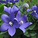 Balloon Flower - Blue - 1000 Seeds
