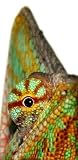 Caméléon - 24H x 12W - Peel and Stick Wall Decal by Wallmonkeys