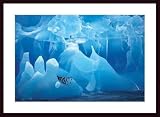 \"Antartic