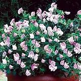 Cupid Pink Sweet Pea 20 Seeds