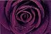 (24x36) Purple Rose Close-Up Art Print Poster