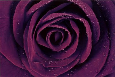 purple flowers