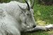 Taxidermy Mammal Reference CD: Mountain Goat