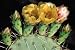 Biology Video: Plant Adaptation