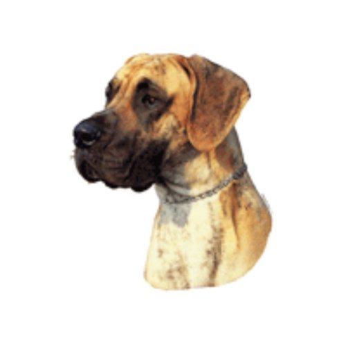 World Stickers Schwandt Heimtierbedarf 13184 Aufkleber 2 St&uuml;ck ca. 140 x 160 mm f&uuml;r Warnschild Deutsche Dogge