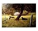 The Cows Siesta Places Giclee Poster Print by Jack Faragasso, 10x8