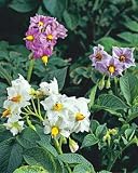 Flowering Potatoes
