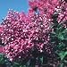 persian26 - LILAC PURPLE PURSIAN 1 gallon Potted