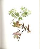 Perrin Ltd Ed 1914 Flowering Plant The Hedge Maple