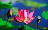 photographie Flower detail at Red Lilly billabong. est disperible en (L x H): 80 x 50 cm de J. Ba...
