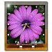 Flowers African Daisy - 6x6 Desk Clock