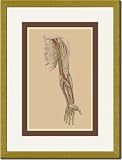 Gold Framed/Matted Print 17x23, The Spinal Nerves