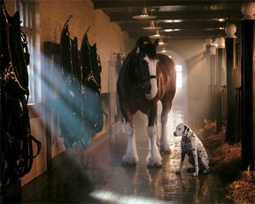 41NrJDev3VL Budweiser Clydesdales Stable Mates Jigsaw Puzzle 1000 White Mountain
