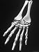 Skeletal Structure of Forelimb of Snapping Turtle Photographic Poster Print by Andreas Feininger, 12x16
