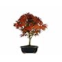 Brussel's Japanese Maple 'Sharpes Pygmy' Bonsai