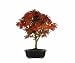 Brussel's Japanese Maple 'Sharpes Pygmy' Bonsai