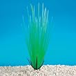 12 INCH - Aquarium Plant - Hairgrass 12 INCH - Aquarium Plant - Hairgrass