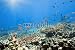 Wallmonkeys Peel and Stick Wall Decals - Underwater World - Removable Graphic