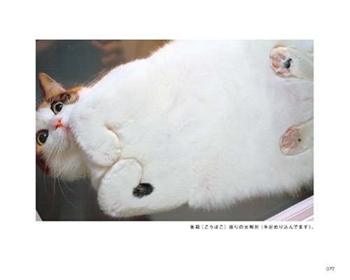Cover image : そらとぶねこ