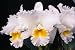 Cattleya Swan Lake 'Cimmaron Valley' x C Sierra Blanca