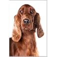 Irish Red Setter Dog Breed Fridge Magnet