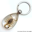 Real Insect Key Chain - Scorpion