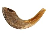 13-14 Kosher Rams Horn Natural Shofar Made in Israel