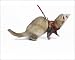 Photographic Prints of LA-6714 Ferret - sable colouration - in studio wearing harness a lead from Ar