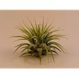 BUY : Air Plant Tillandsia Bromeliads Great Little Houseplant By Hinterland Trading Free Pack of Mammoth Russian Sunflower Seeds for Your Garden! Care Instructions Included!