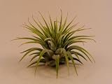 Air Plant Tillandsia Bromeliads Great Little Houseplant By Hinterland Trading Free Pack of Mammoth Russian Sunflower Seeds for Your Garden! Care Instructions Included!