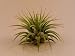 Air Plant Tillandsia Bromeliads Great Little Houseplant By Hinterland Trading Free Pack of Mammoth Russian Sunflower Seeds for Your Garden! Care Instructions Included!