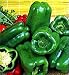 Monster Bell Pepper 4 Plants - HUGE