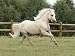Palomino Welsh Pony Stallion Galloping in Paddock, Fort Collins, Colorado, USA Photographic Poster Print by Carol Walker, 12x16