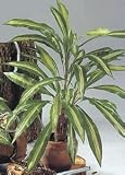 Dracena grün, 70cm