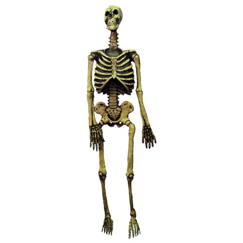 Cheap Skeleton, 150cm Sale vqzphn