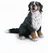 Sitting Bernese Mountain Dog by Schleich