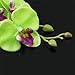 Pretty Flower Hair Clip Girl Hairclip for Bridal Party Hawaii Beach Wearing - Light Green