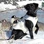 Avery Standard Hunting Dog Parka