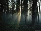 Once and Future Forest, the Lady Bird Johnson Grove is Sprayed by Sunlight in Redwood National Park Photographic Poster Print by James P. Blair, 16x12