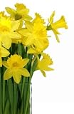Daffodils in a Square Glass Vase - 18