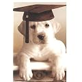 Gl�ckwunschkarte zur Pr�fung Retriever m. Doktorhut