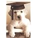 Gl�ckwunschkarte zur Pr�fung Retriever m. Doktorhut